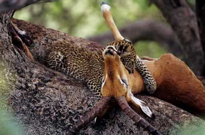 Leopard Predation | HowStuffWorks