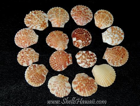 ShellsHawaii ...by Janjira: Hawaiian Sea shells