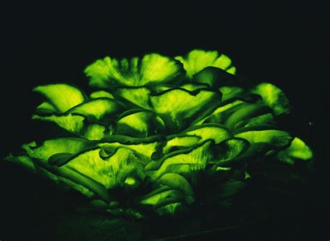 The bioluminescent Omphalotus Olearius - Jack O' Lantern Mushroom | Jack o lantern mushroom ...