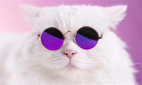 Download Funny Cat Memes White Cat Purple Sunglasses Picture ...