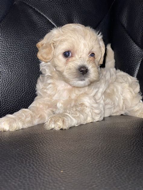 Miniature Poodle Puppies For Sale | Miami, FL #320242