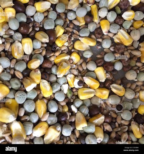 Pigeon corn, for feeding domestic pigeons Stock Photo - Alamy