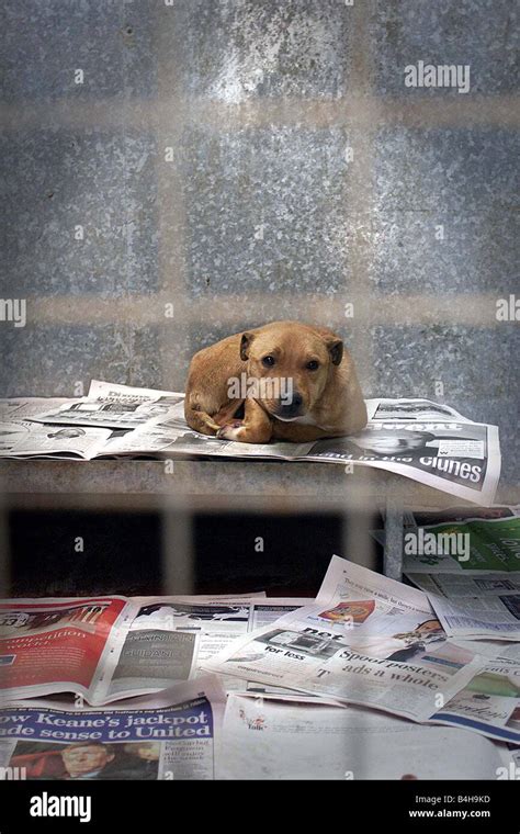 USPCA Animal Shelter At Carryduff Northern Ireland Jan 2000 Hundreds of ...