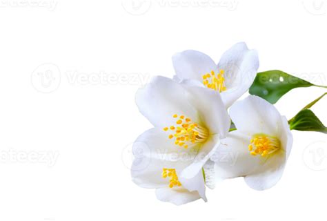 jasmine flower png transparent background 29713367 PNG