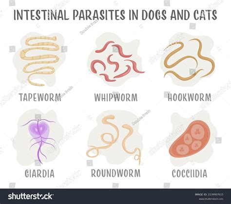 Hookworms In Cats