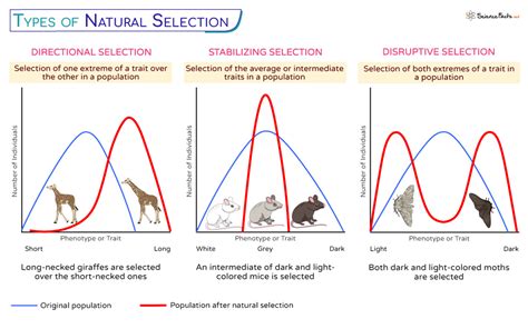 Natural Selection - Definition, Principles, Process, Types, & Examples