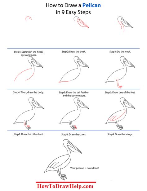 How To Draw A Pelican Step by Step Tutotrial | Flower art drawing, Pelican drawing, Pelican art