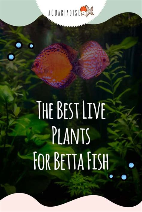 The Best Live Plants For Betta Fish - Betta Source