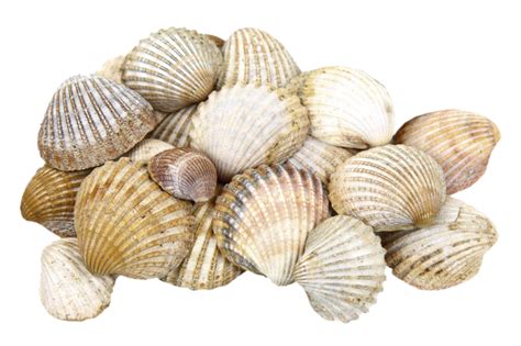 Shore Seashell Cockle Clam - A pile of seashells png download - 800*533 - Free Transparent Shore ...