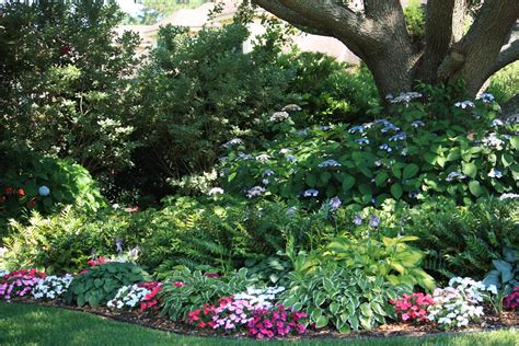 Lovely shade garden: hydrangeas, hostas, impatiens, bluebells, tall and sparse grasslike plant ...