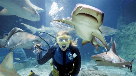 Hot woman that swims with sharks. "Ocean Ramsey." How many years will she stay lucky? - Page 1 ...