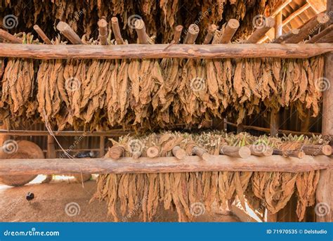 Tobacco Leaves Drying in a Shed Stock Image - Image of drying, botany ...