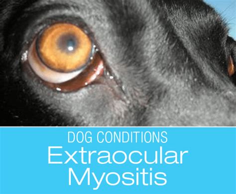 Extraocular Myositis In Dogs: The Whites Of My Dog’s Eyes Are Swollen