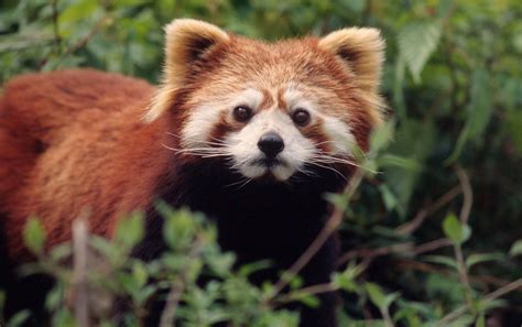 Red Panda | Species | WWF