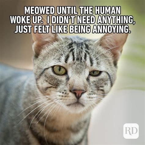 60 Cat Memes You'll Laugh at Every Time | Reader's Digest