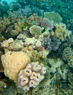 The Great Barrier Reef - 124 | Kyle Taylor | Flickr