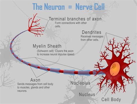 Nerve Cell Structure