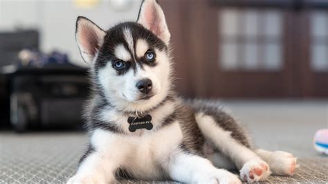 New pup in charge: UConn welcomes husky mascot Jonathan XV