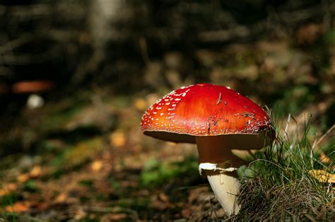 Red Mushroom on Behance