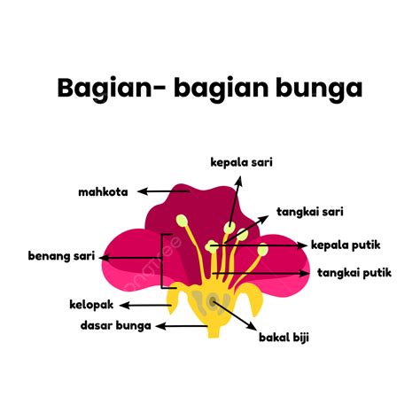 Structure Of Flower Parts, Flower Parts, Flower Parts Illustration ...