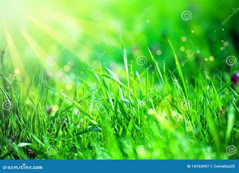 Grass and sunlight stock image. Image of macro, growing - 14153097