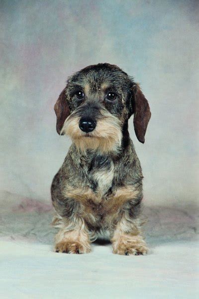 Wire-Haired Dachshund Grooming Styles - Pets