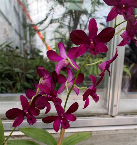 Pin by Eric Linneman on Denver Botanic Gardens Orchids | Denver botanic gardens, Orchids ...