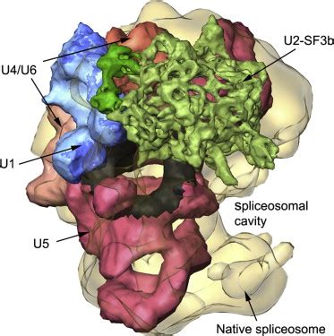 The Spliceosome: A Dynamic Ribonucleoprotein Machine | Evolution News