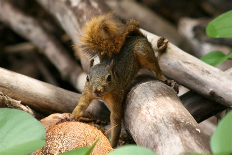 CalPhotos: Sciurus granatensis; Red-tailed Squirrel