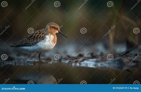 A Beautiful Photograph of the Spoon-billed Sandpiper Stock Image ...