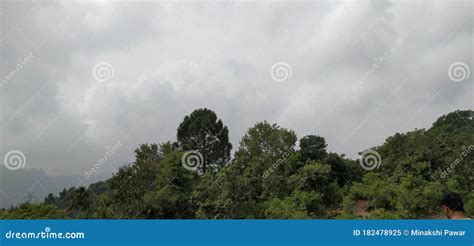 Dense forest with trees stock image. Image of grass - 182478925