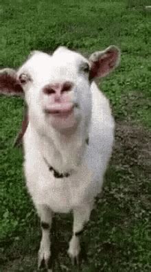 Funny Picture Of Goat - Funny PNG