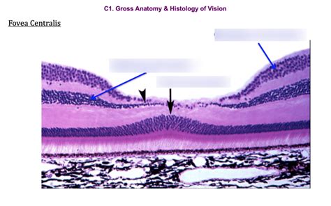 Fovea centralis Diagram | Quizlet