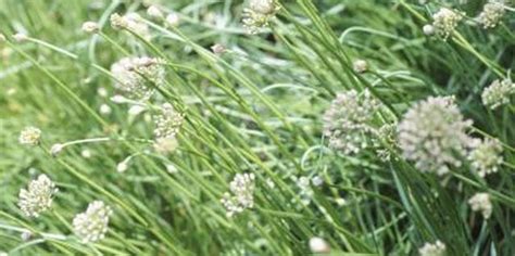 Varieties of Chives