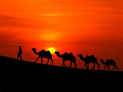 Desert Camel Wallpapers - Wallpaper Cave