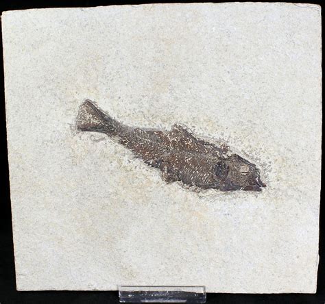 4.95" Knightia Fossil Fish - Wyoming (#20820) For Sale - FossilEra.com