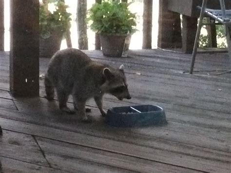 Nom nom nom cat food! : r/trashpandas