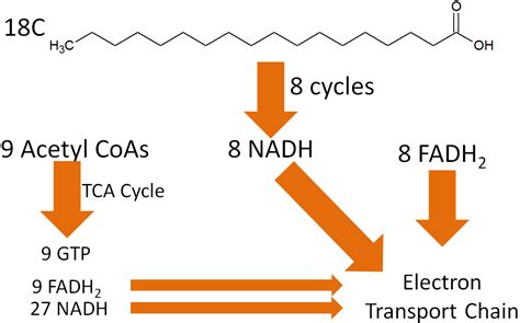 Beta Oxidation Pathway Products