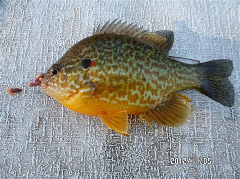 A pumpkin seed sunfish I caught pretty colors | Pumpkin fish, Fish, Fish pet