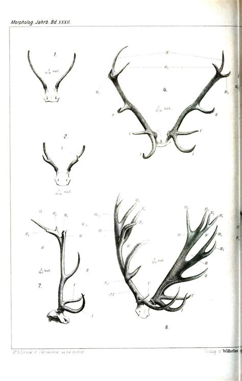 Pin on Anatomy | Antler illustration, Antler art, Deer