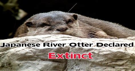 Japanese River Otter is Now Officially Extinct: RIP Lutra lutra whiteleyi : environment