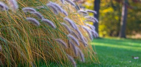 Ornamental Native Grasses for Your Garden - List by Fantastic Gardeners