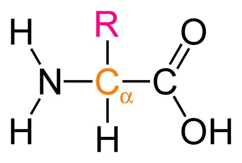 Amino Acid Structure PNG Image - PNG All | PNG All