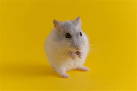 Dwarf Winter White Hamster Colors