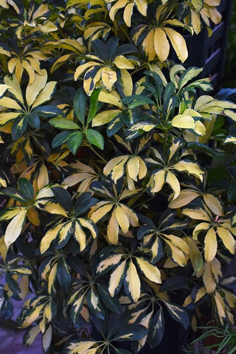 Trinette Variegated Schefflera - Buchanan's Native Plants