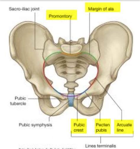 Pictures Of Ala Of The Ilium | Healthiack