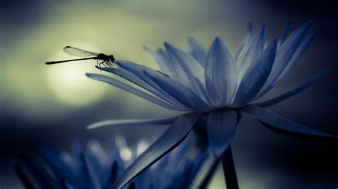 Dragonfly Wallpapers - Top Free Dragonfly Backgrounds - WallpaperAccess