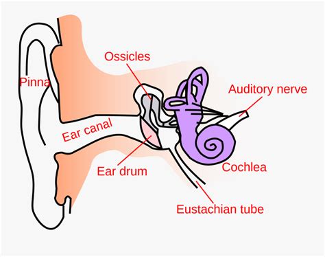 Collection Of Canal - Structure Of Human Ear Class 8 , Free Transparent Clipart - ClipartKey