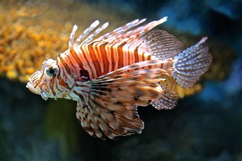 Red Lionfish | TAXONOMY Kingdom: Animalia Phylum: Chordata C… | Flickr