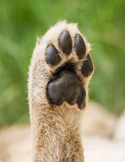 HD wallpaper: shallow focus photography of an animal paw, cub, lion, wild, wildlife | Wallpaper ...